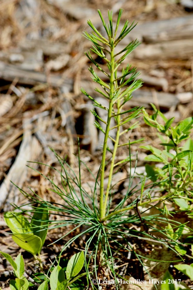 l-pine sapling