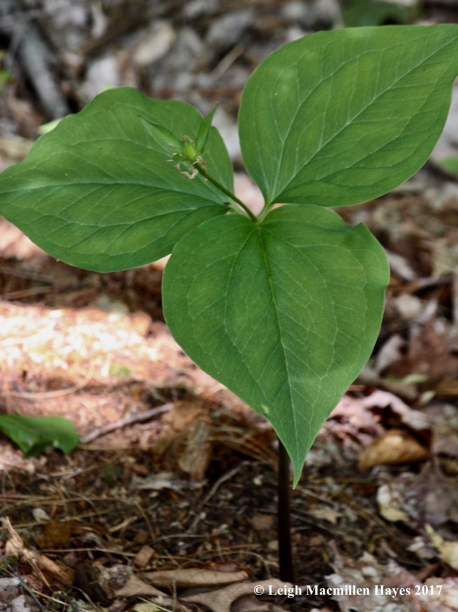 l-red trillium