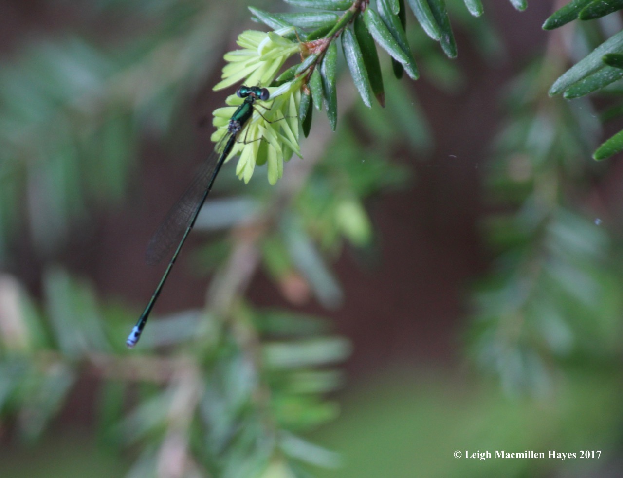 l-sedge sprite