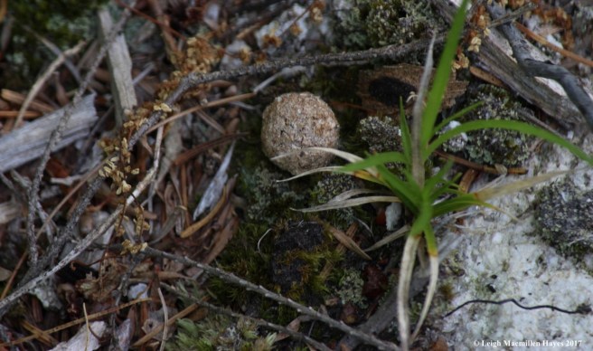 l-snowshoe hare scat 2