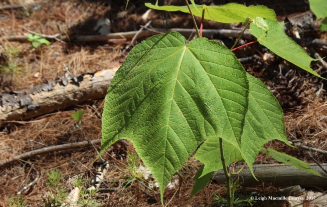l-striped maple leaf