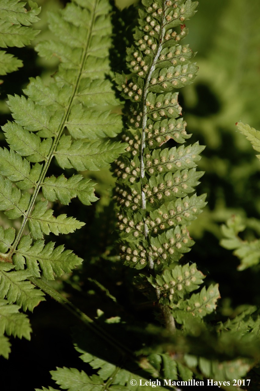l-wood fern with sori