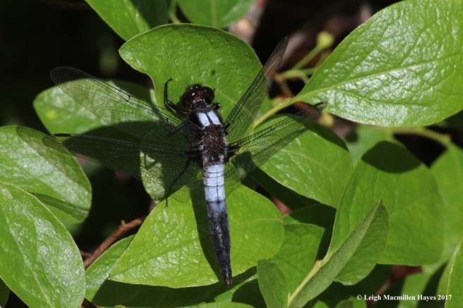 m-chalk-fronted corporal 1