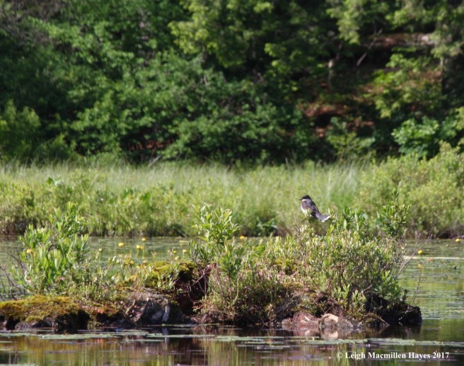 m-eastern kingbird