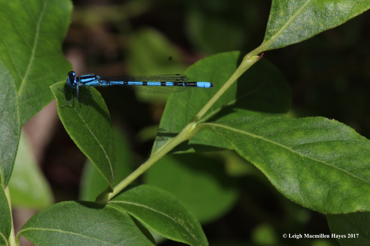 m-familiar bluet 2