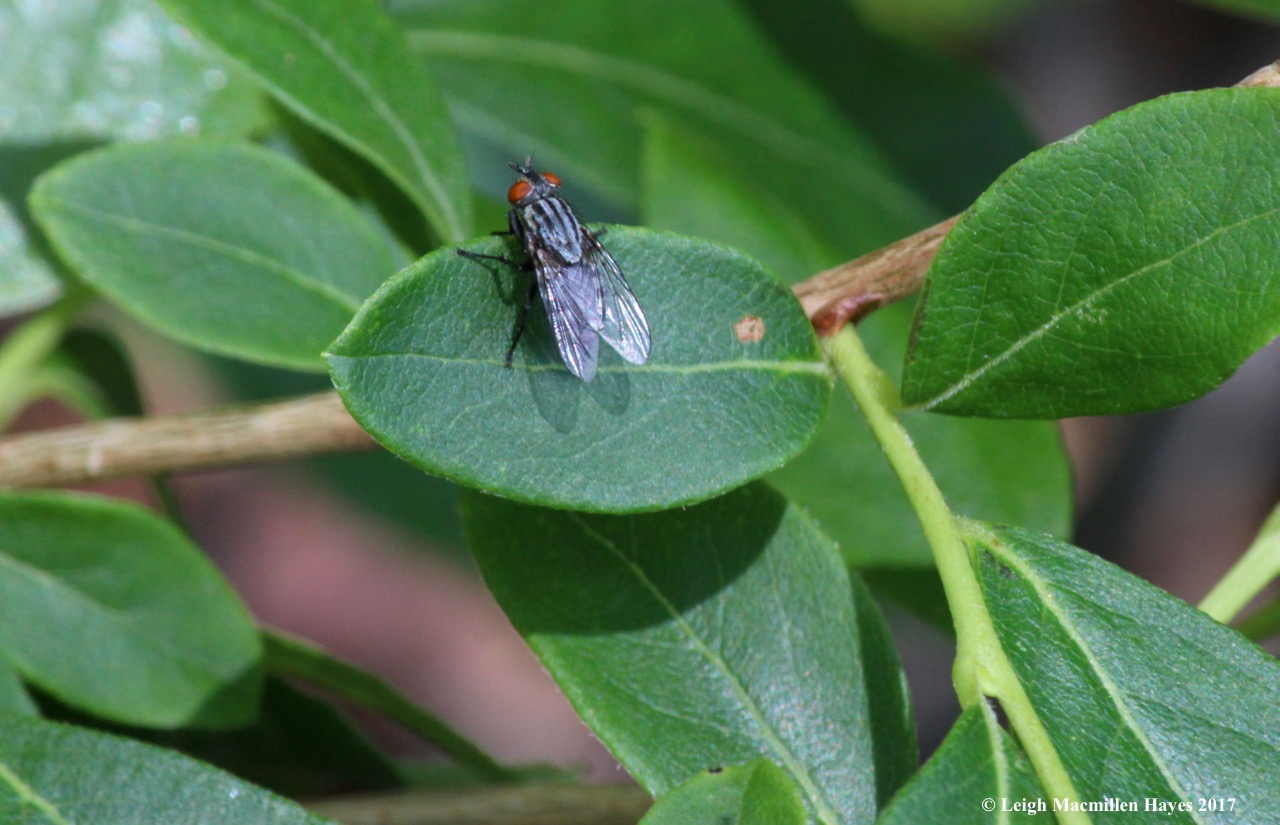 m-flesh fly