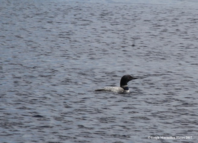 m-loon off the dock