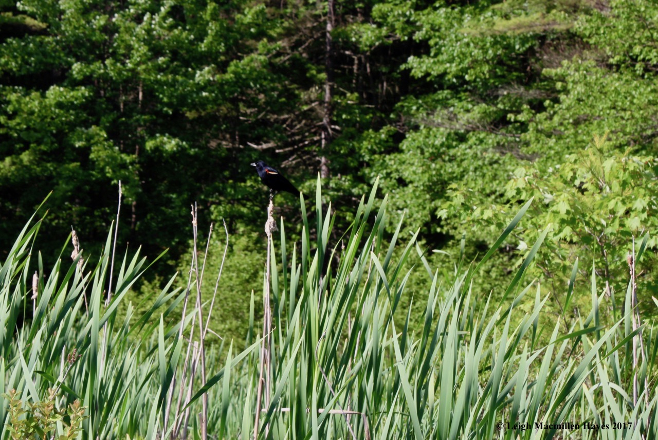 m-red winged blackbird