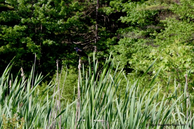 m-red winged blackbird
