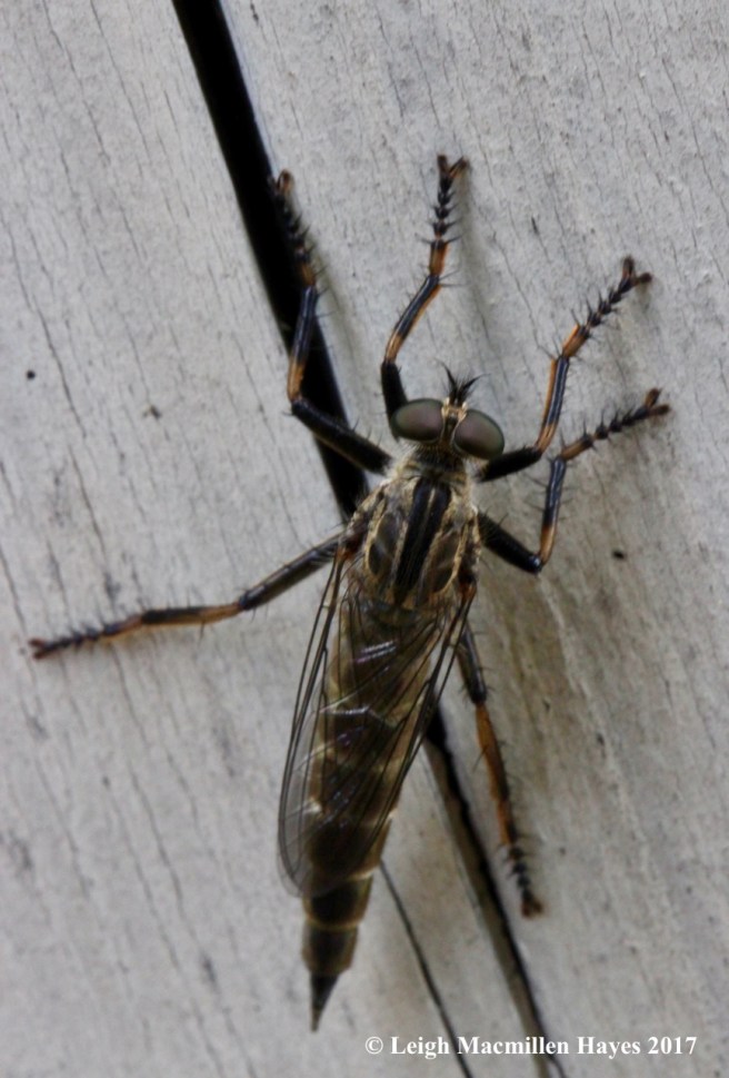 m-robber fly 1