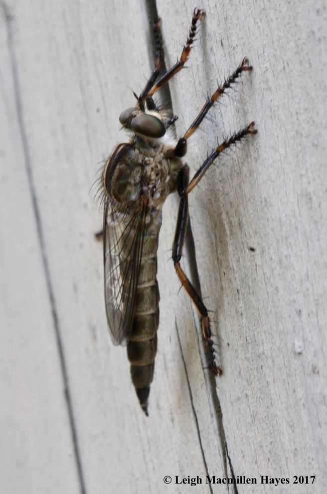 m-robber fly side view