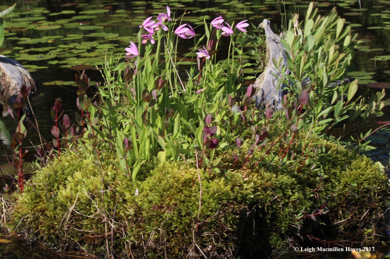 m-rose pogonia driftwood garden 1