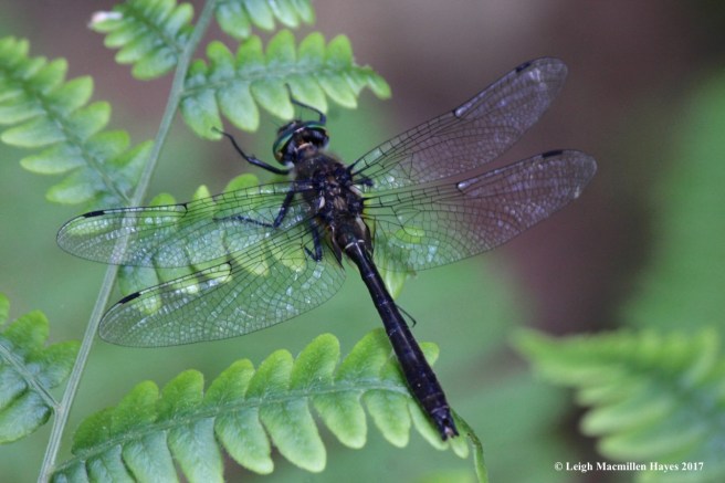 n-American emerald 2