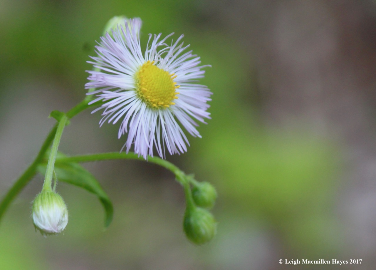 n-common fleabane 2