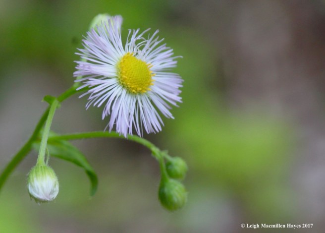 n-common fleabane 2
