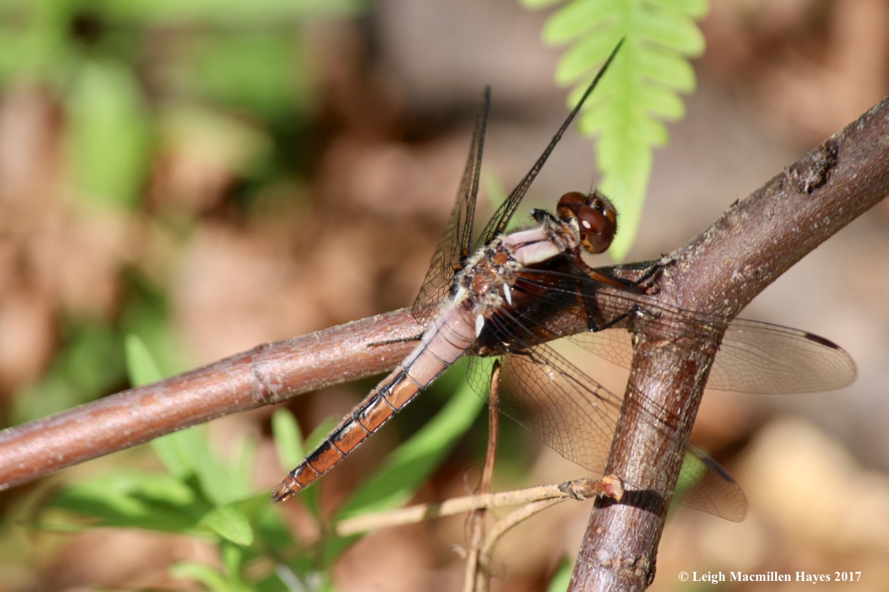 n-lady corporal dragonfly