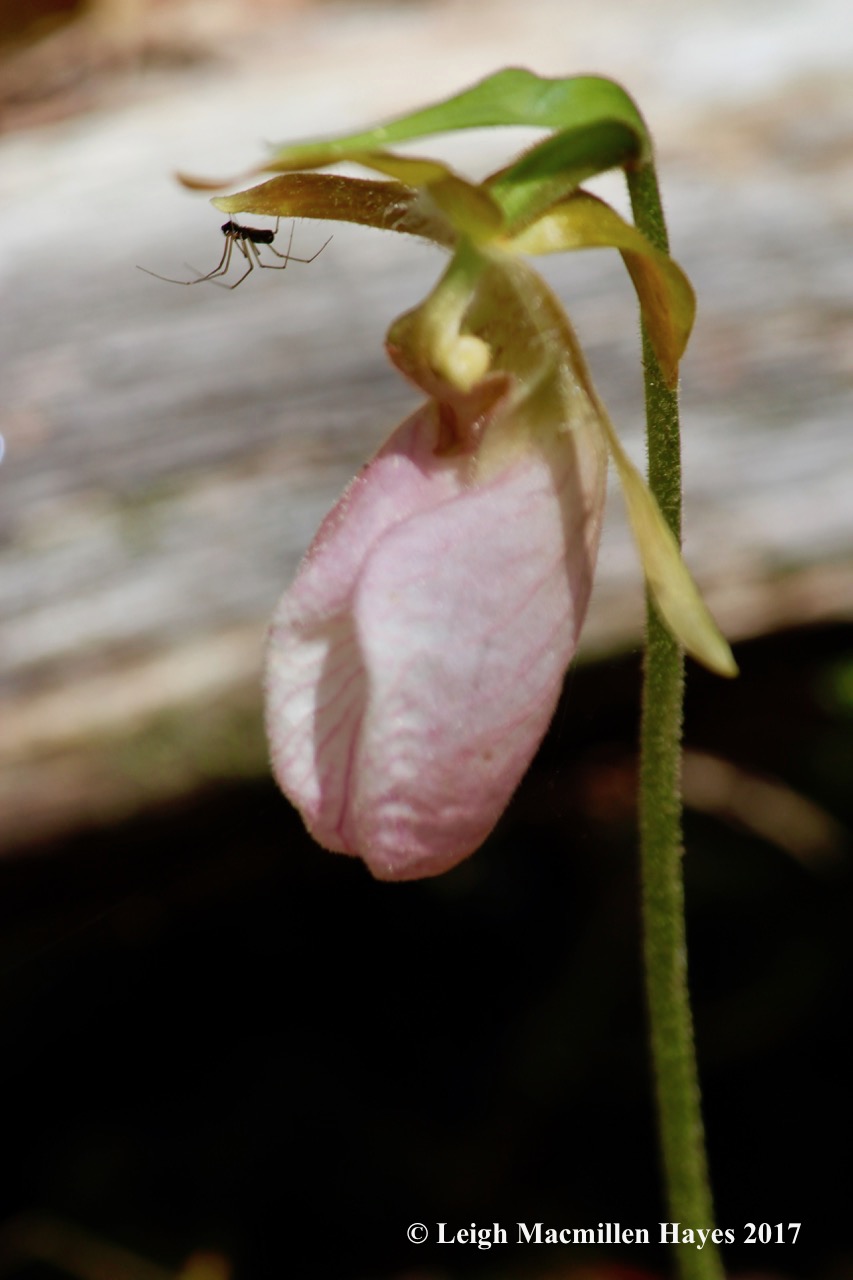 n-lady's slipper spider