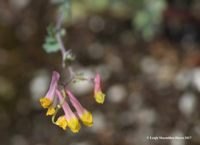 n-pink corydalis