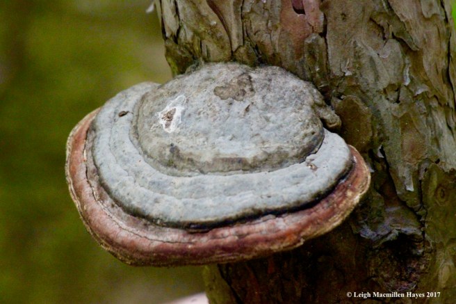 n-red-belted polypore on red pine