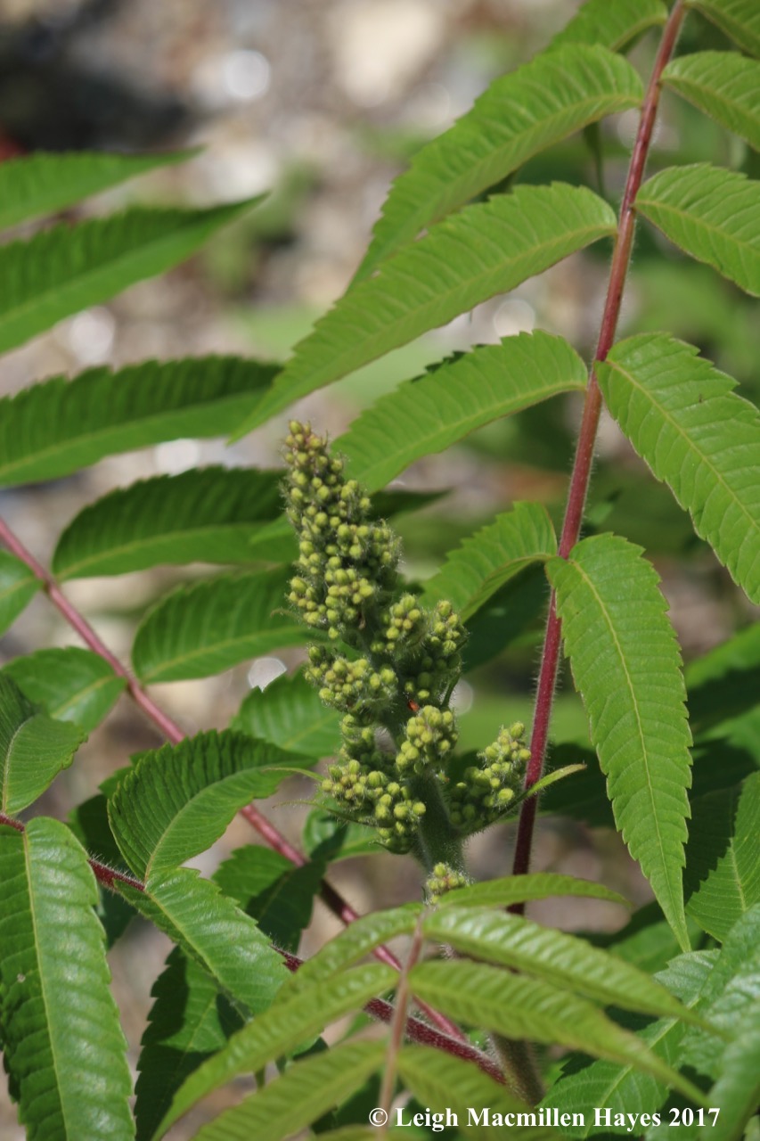 n-staghorn sumac