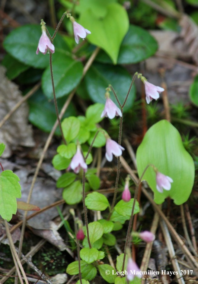n-twinflowers