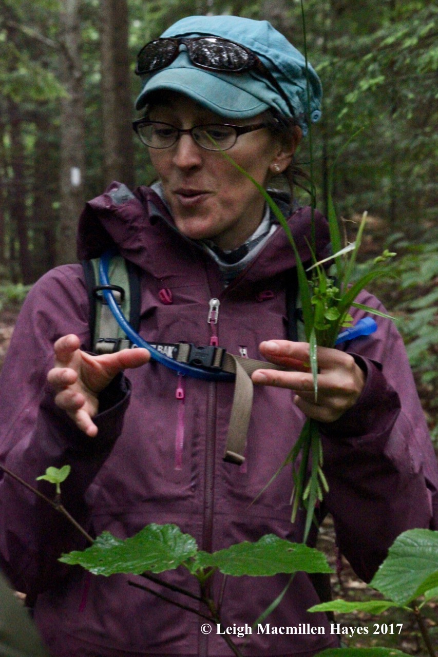 p-Alanna describing hobbleush flowers