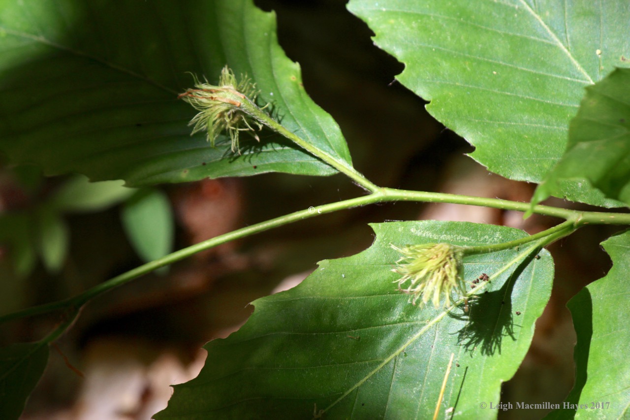 p-beech flowers 1
