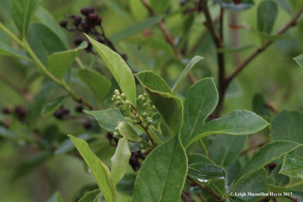 p-black chokeberry 1