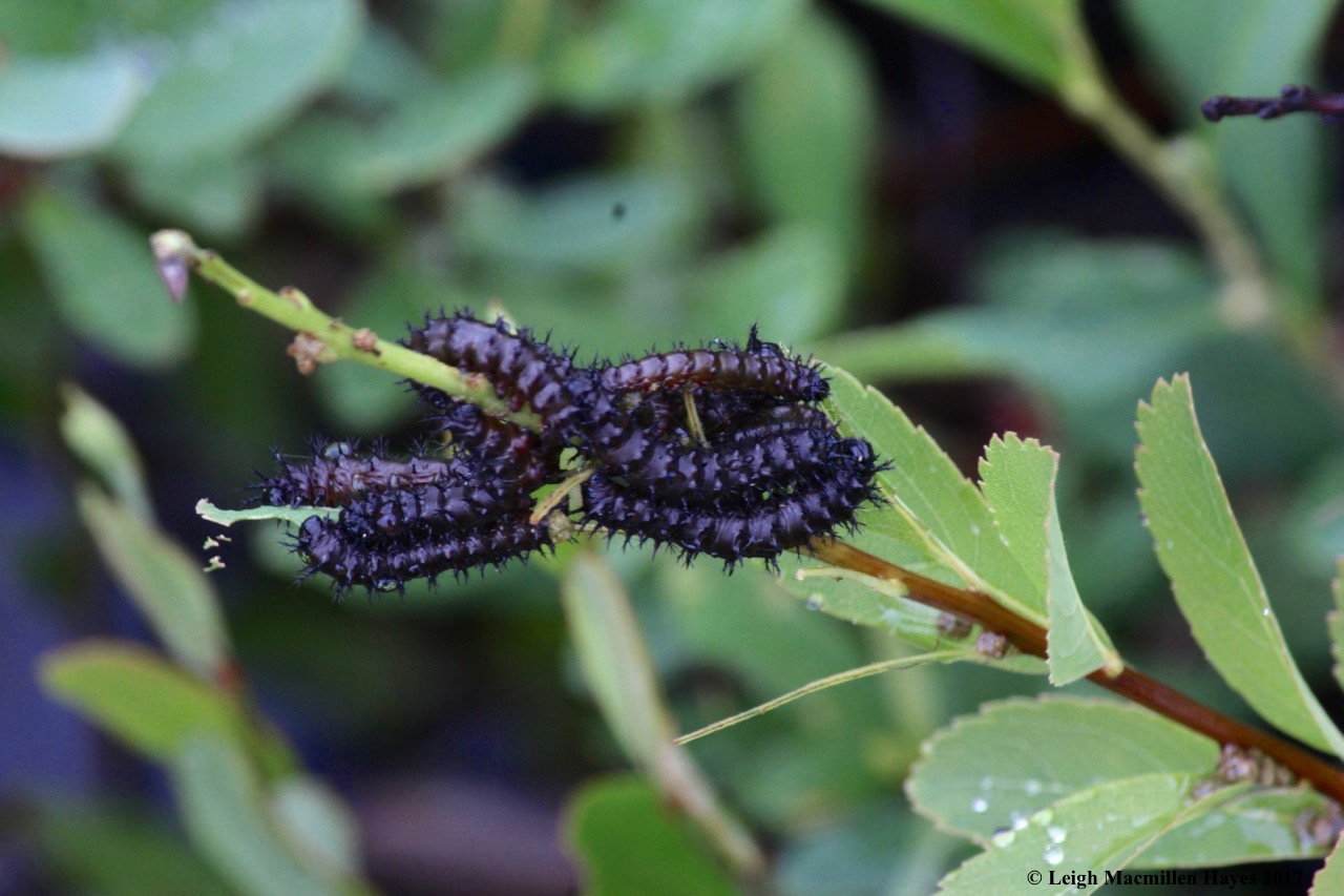 p-dark green fritillary caterpillars