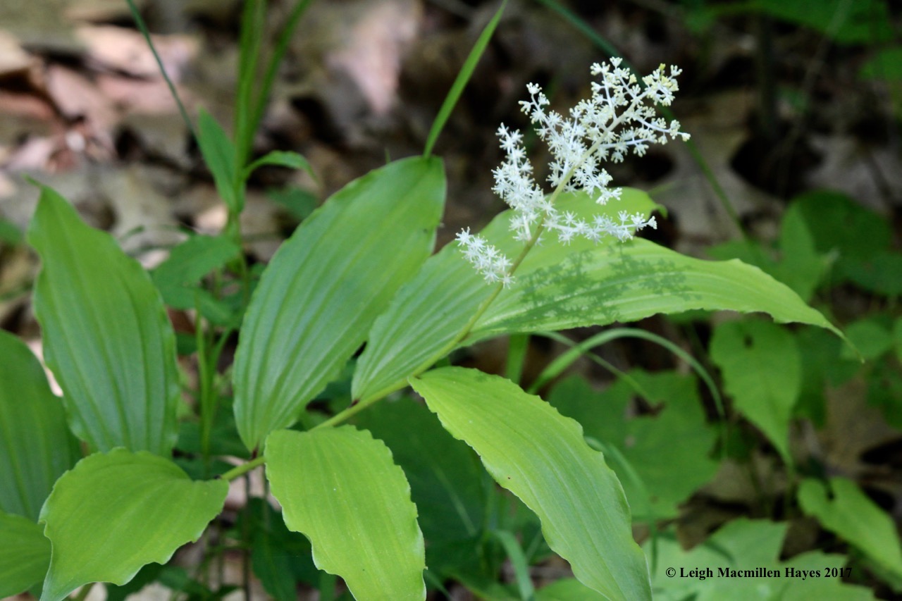 p-false solomon seal