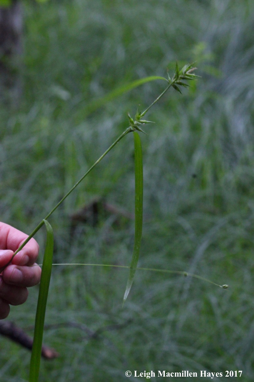 p-grasses, sedges and rushes
