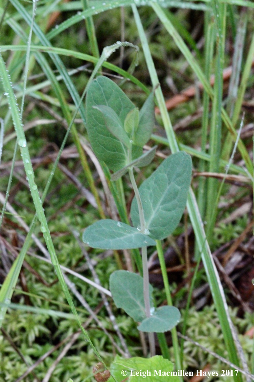 p-Great St. Johnswort