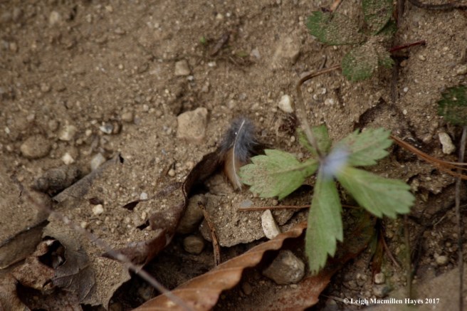 p-grouse bath feather