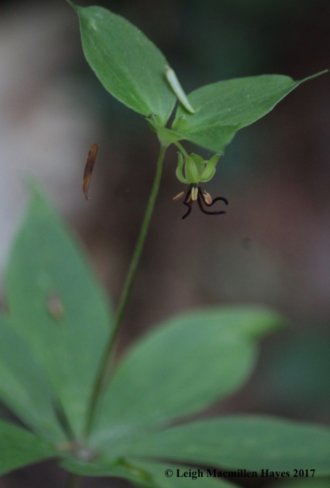 p-Indian Cucumber Root