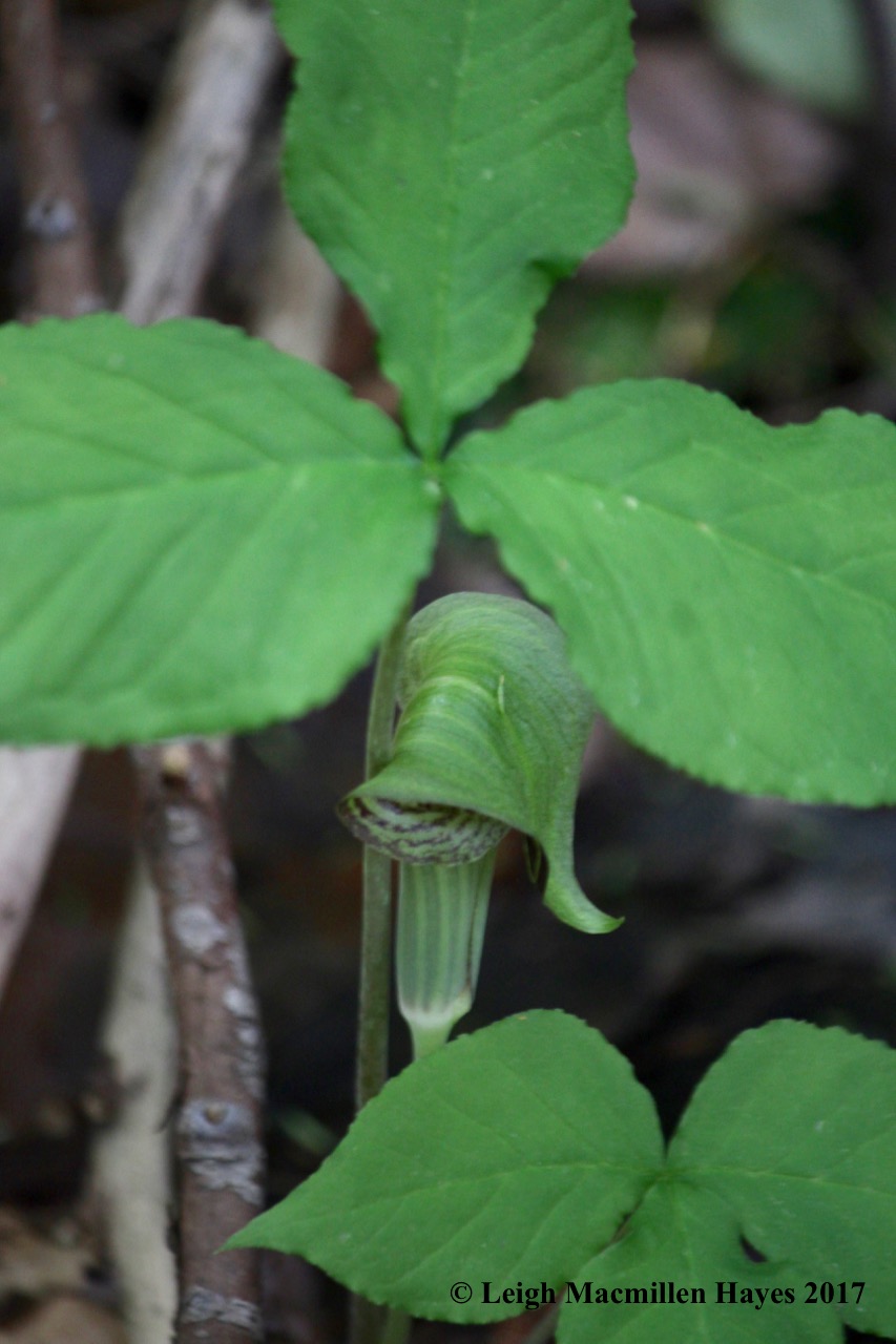 p-jack in the pulpit