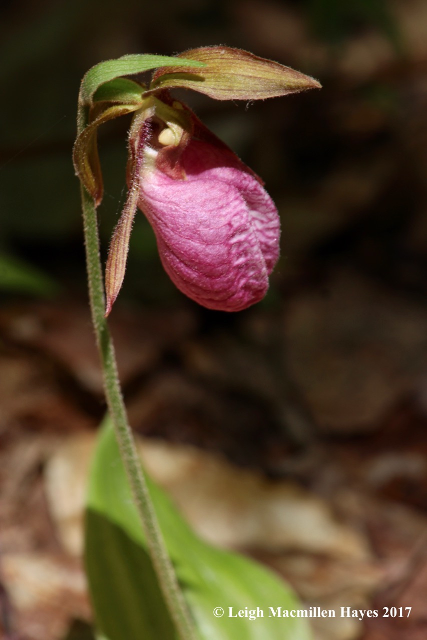 p-lady's slipper 2