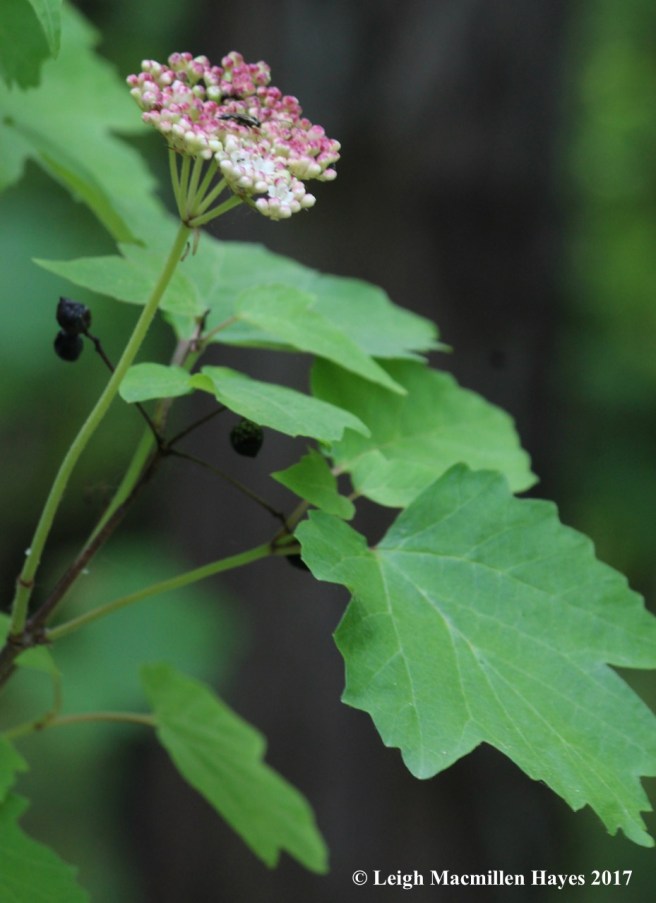 p-maple leaf viburnum 1
