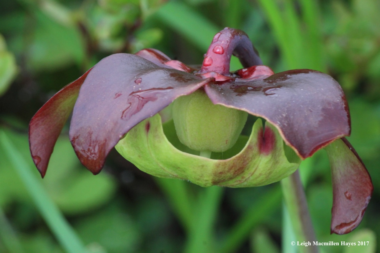p-pitcher flower 1