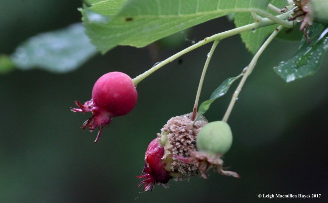 p-service berry gall?