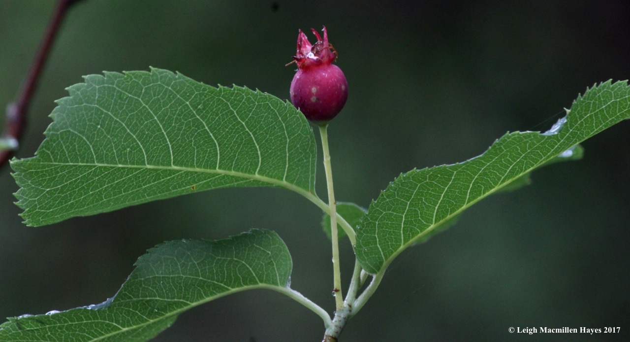 p-serviceberry 2