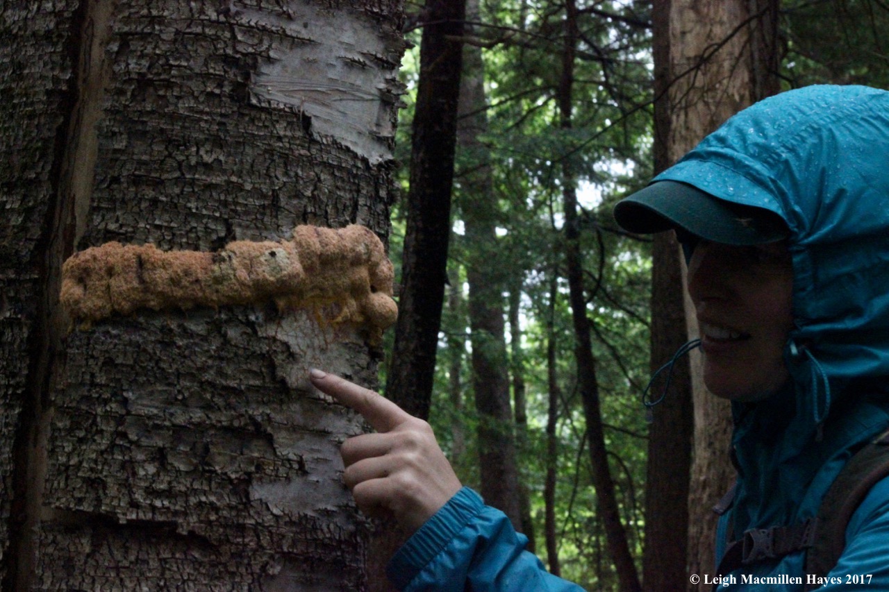 p-slime mold on birch