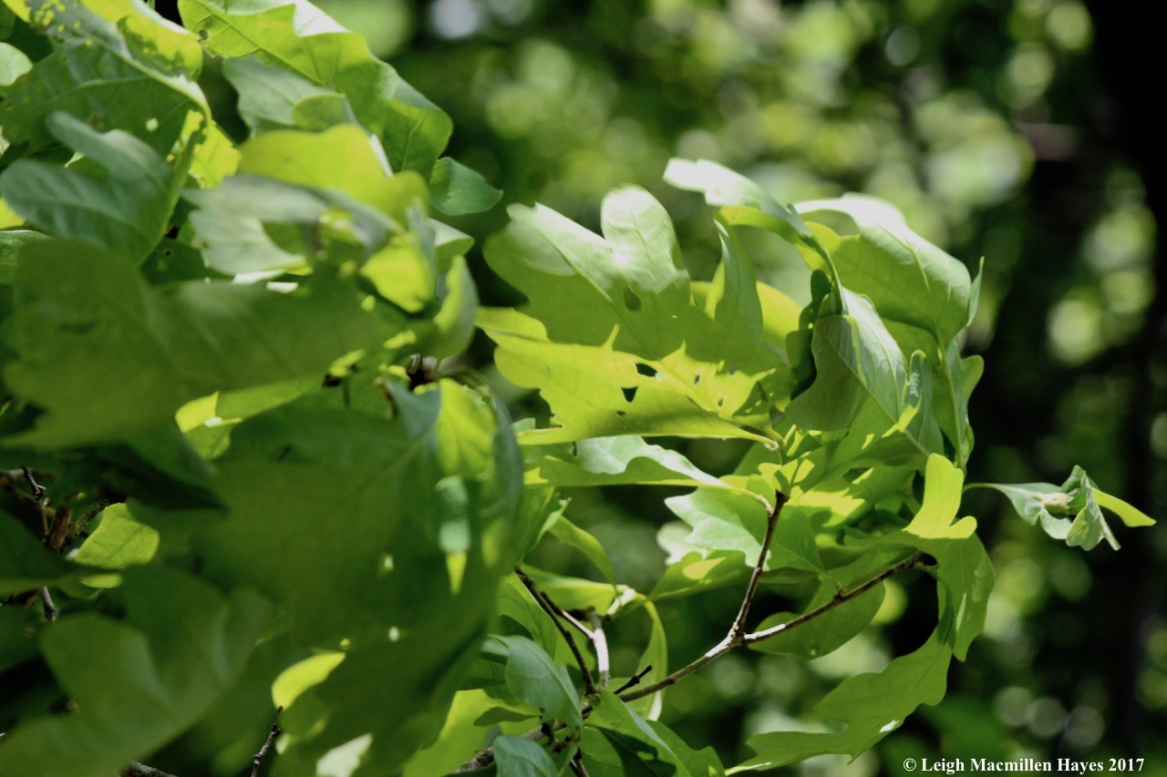 p-white oaks blowing in breeze