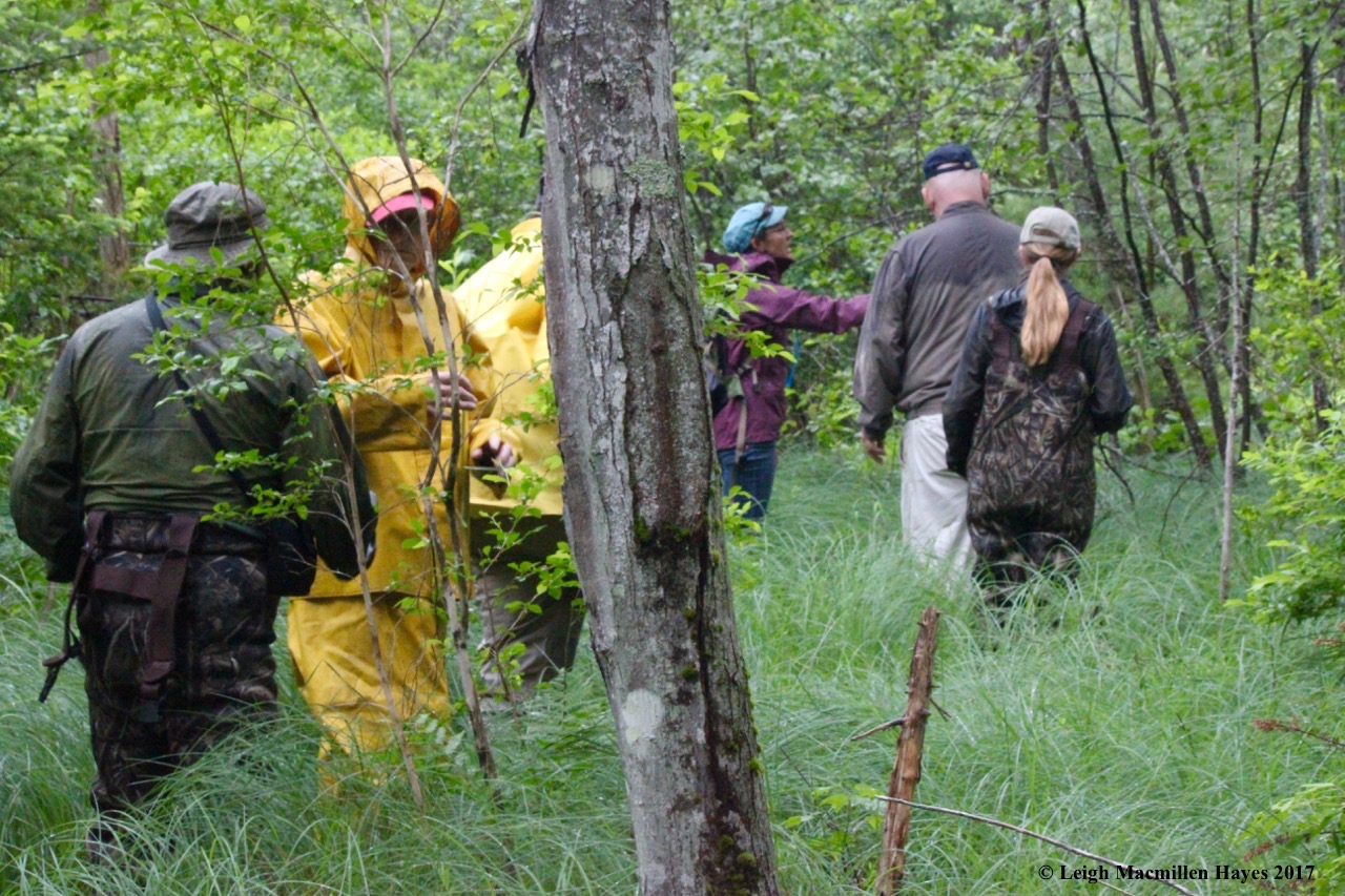 p-working our way through the swamp
