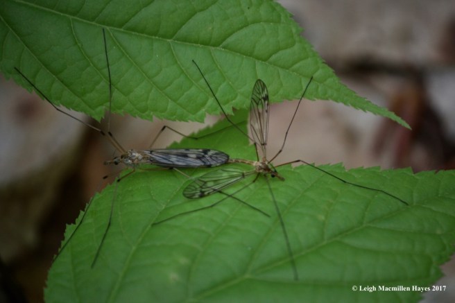 r-cannoddling craneflies 2