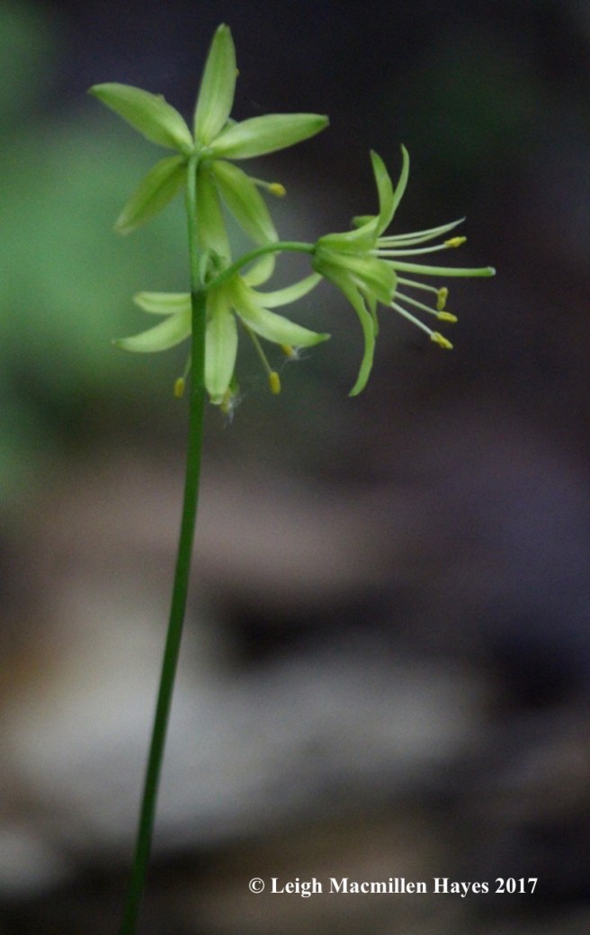 r-clintonia 1