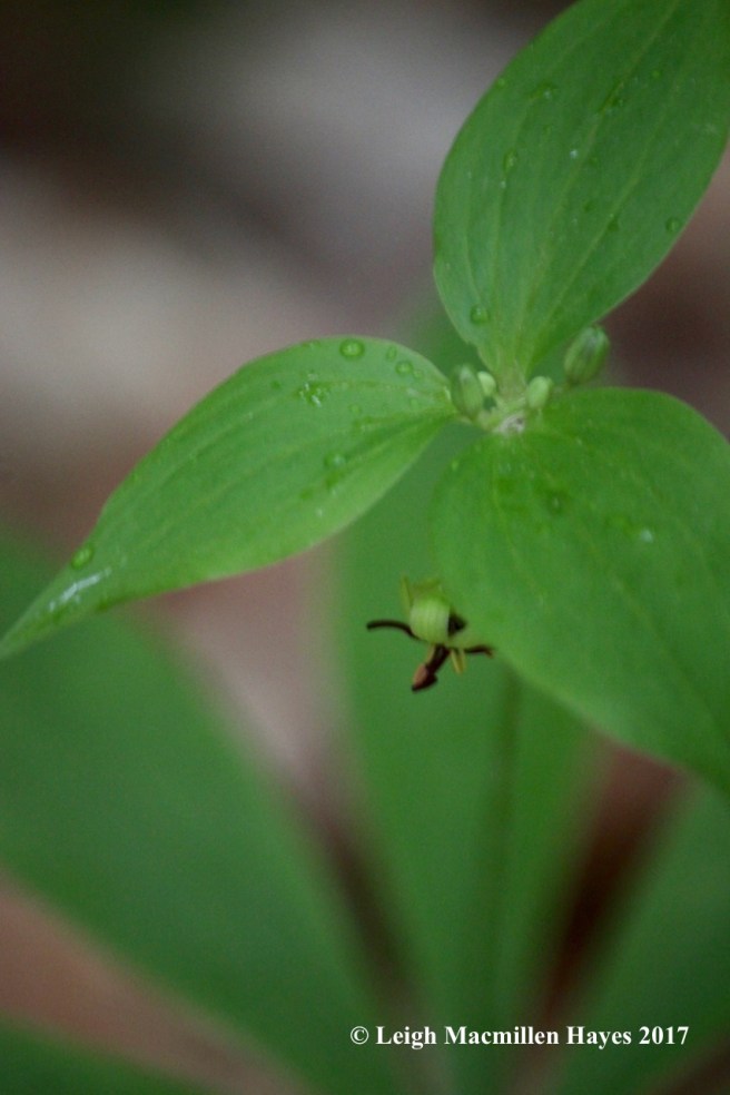 r-Indian Cucumber flower