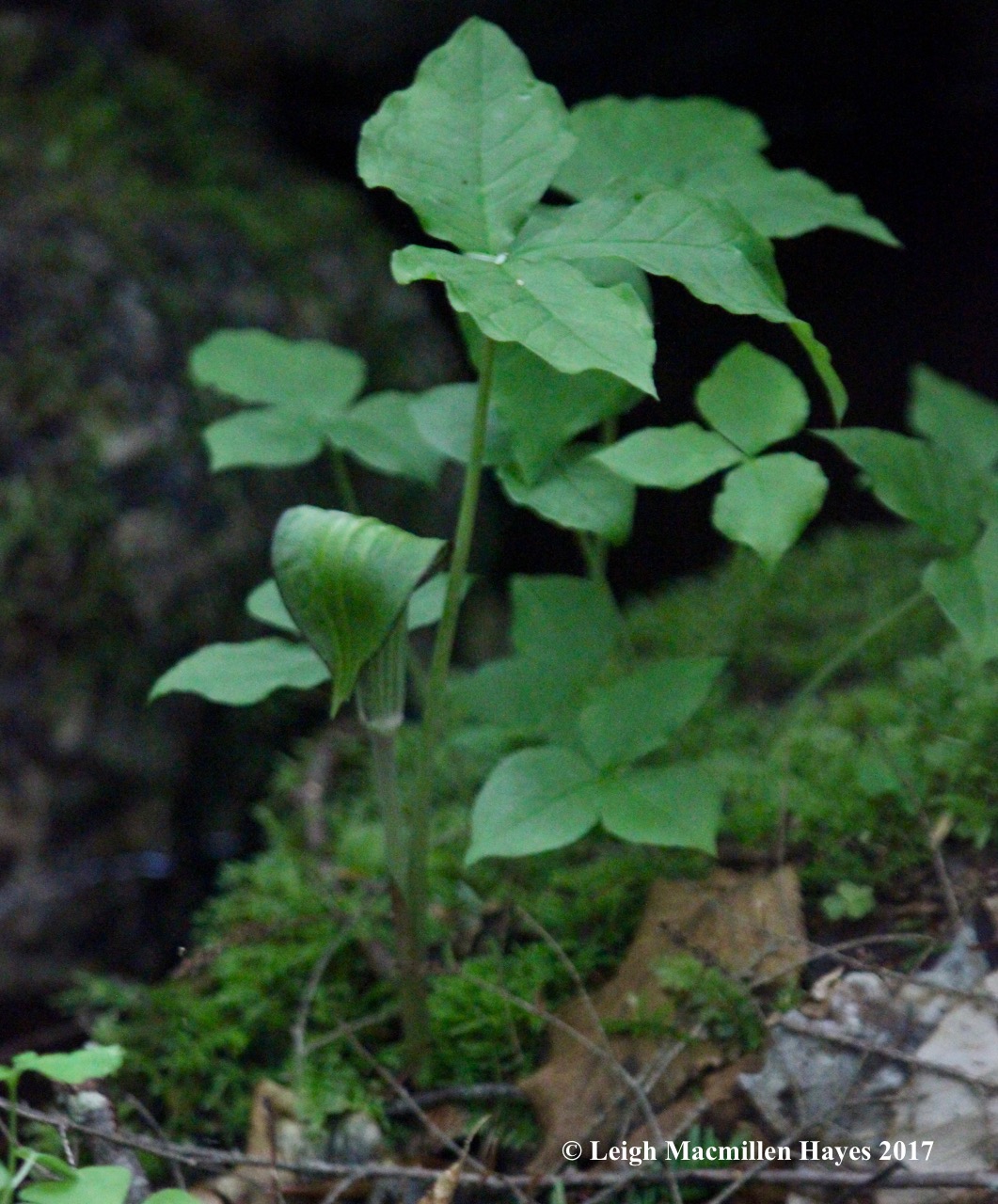 r-jack in the pulpit 1