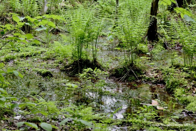 r-land of the cinnamon fern
