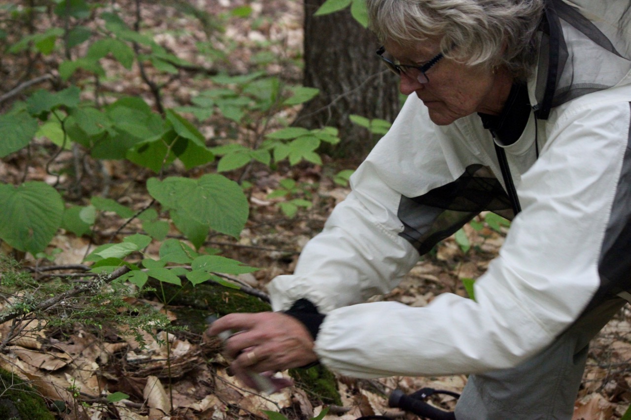 r-Pam taking a photo of pyrola