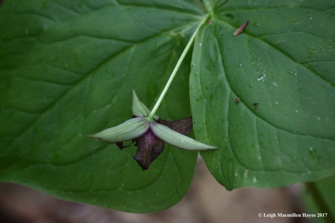 r-red trillium 3